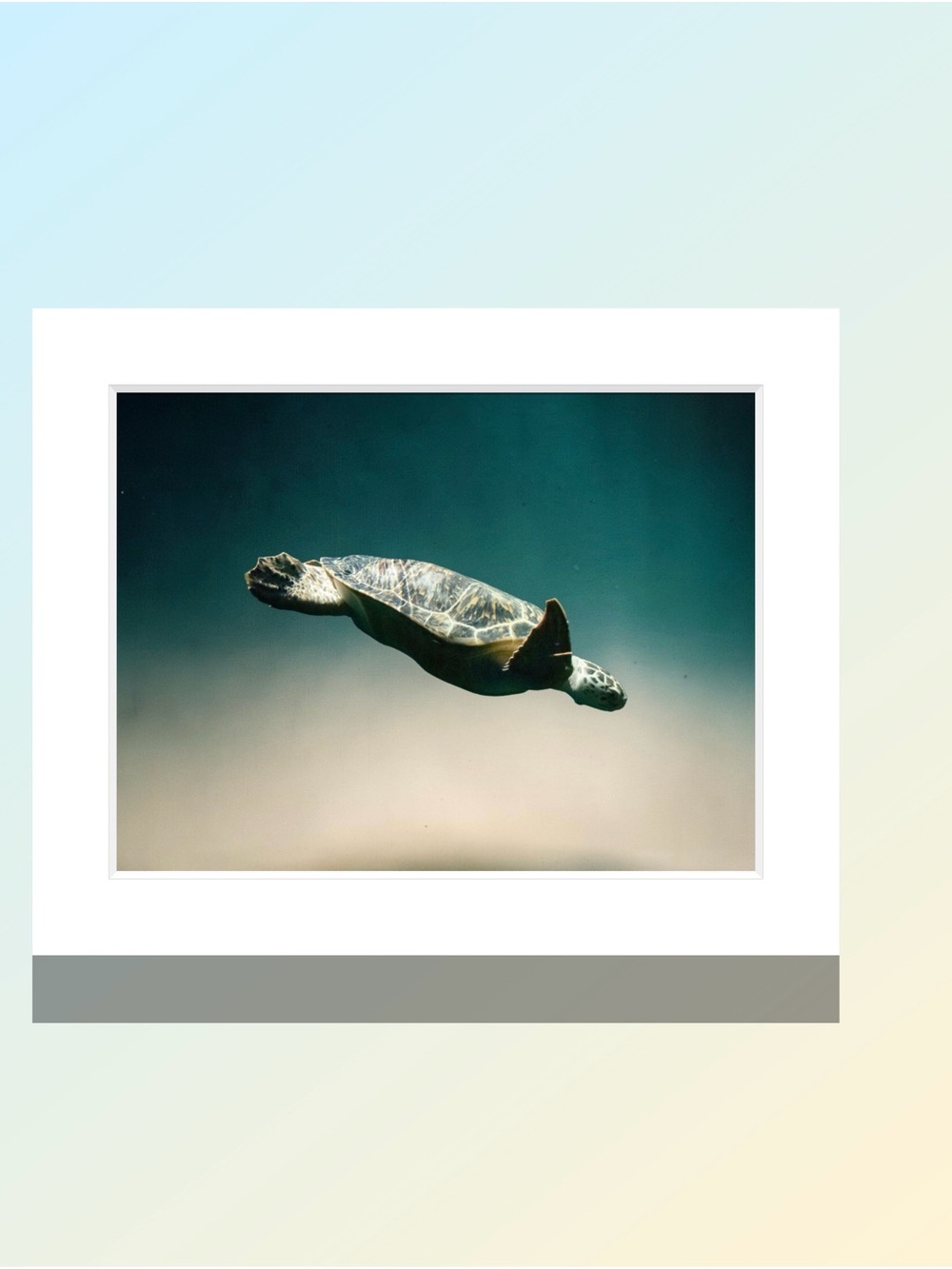 Matted Sea Turtle Art Print - Ocean Green and Teal by Joy M Holder